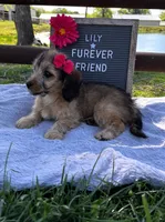 Lily, a female Bichon Frise and Miniature Dachshund for sale in Bloomfield, IN – 3 of 5