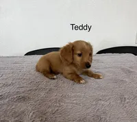 Teddy, a male Miniature Dachshund for sale in Bloomfield, IN – 2 of 2