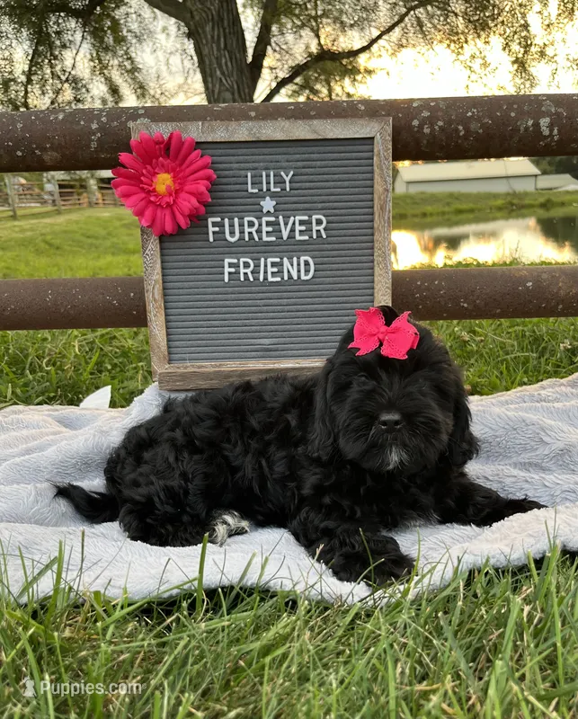 Lily – Shih Tzu, Poodle - Toy  puppy for sale in Bloomfield, IN