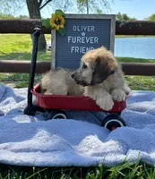 Oliver, a male Bichon Frise and Miniature Dachshund for sale in Bloomfield, IN – 4 of 5
