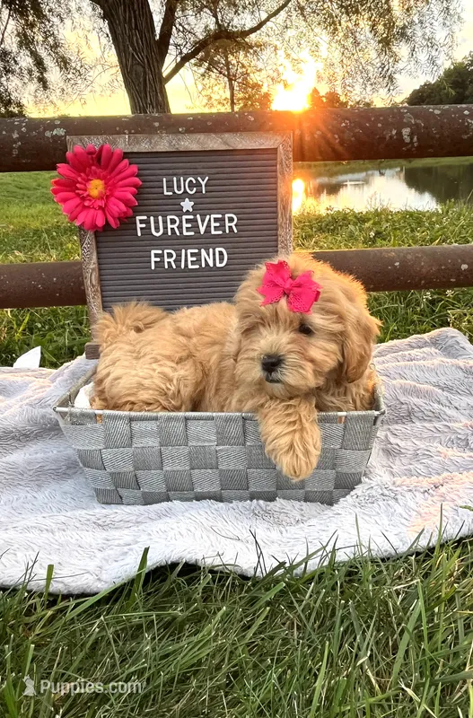 Lucy – Shih Tzu, Poodle - Toy  puppy for sale in Bloomfield, IN