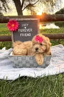 Lucy, a female Shih Tzu and Poodle - Toy  for sale in Bloomfield, IN – 1 of 4
