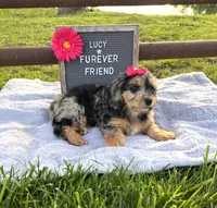Lucy, a female Bichon Frise and Miniature Dachshund for sale in Bloomfield, IN – 2 of 5