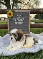 Max, a male Bichon Frise and Shih Tzu for sale in Bloomfield, IN – 4 of 6