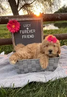 Lucy, a female Shih Tzu and Poodle - Toy  for sale in Bloomfield, IN – 4 of 4
