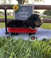 Milo, a male Bichon Frise and Miniature Dachshund for sale in Bloomfield, IN – 4 of 4