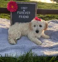 Cindy, a female Bichon Frise and Miniature Dachshund for sale in Bloomfield, IN – 3 of 4