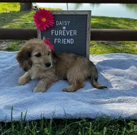 Daisy, a female Bichon Frise and Miniature Dachshund for sale in Bloomfield, IN – 1 of 6