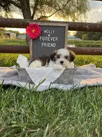 Molly, a female Bichon Frise and Shih Tzu for sale in Bloomfield, IN – 4 of 5