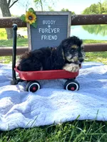 Buddy, a male Bichon Frise and Miniature Dachshund for sale in Bloomfield, IN – 3 of 4