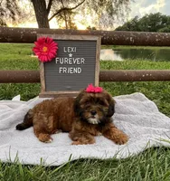 Lexi, a female Shih Tzu and Poodle - Toy  for sale in Bloomfield, IN – 3 of 5