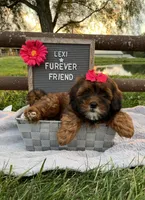 Lexi, a female Shih Tzu and Poodle - Toy  for sale in Bloomfield, IN – 4 of 5