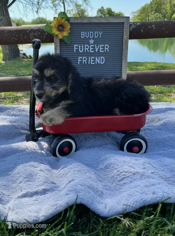 Buddy – Bichon Frise, Miniature Dachshund puppy for sale in Bloomfield, IN