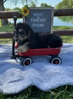 Buddy, a male Bichon Frise and Miniature Dachshund for sale in Bloomfield, IN – 1 of 4