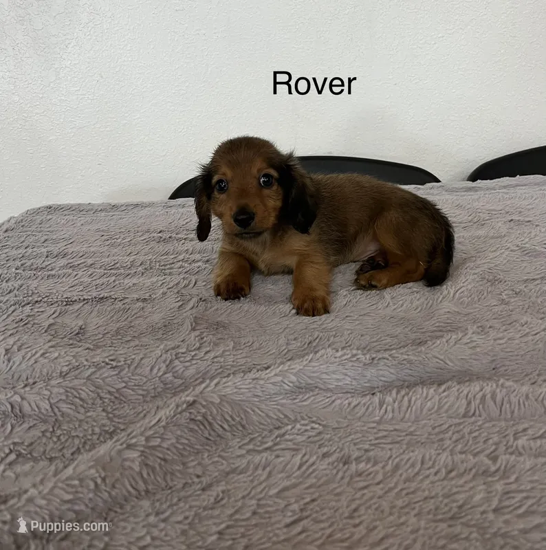 Rover – Miniature Dachshund puppy for sale in Bloomfield, IN