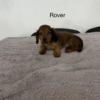 Rover, a male Miniature Dachshund for sale in Bloomfield, IN – 1 of 1