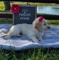 Lola, a female Bichon Frise and Miniature Dachshund for sale in Bloomfield, IN – 2 of 5