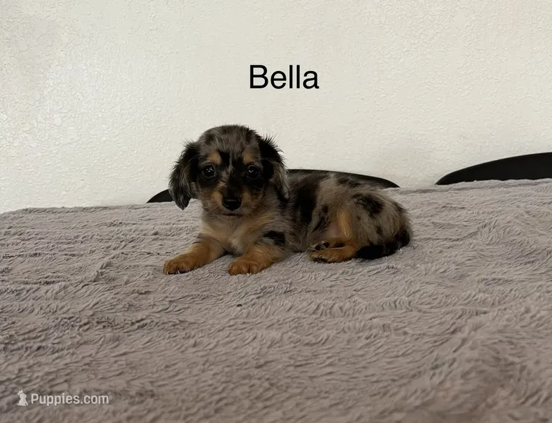 Bella – Miniature Dachshund puppy for sale in Bloomfield, IN