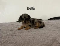 Bella, a female Miniature Dachshund for sale in Bloomfield, IN – 1 of 1