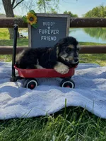 Buddy, a male Bichon Frise and Miniature Dachshund for sale in Bloomfield, IN – 4 of 4