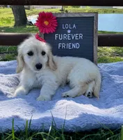 Lola, a female Bichon Frise and Miniature Dachshund for sale in Bloomfield, IN – 3 of 5