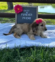 Daisy, a female Bichon Frise and Miniature Dachshund for sale in Bloomfield, IN – 6 of 6