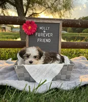 Molly, a female Bichon Frise and Shih Tzu for sale in Bloomfield, IN – 3 of 5