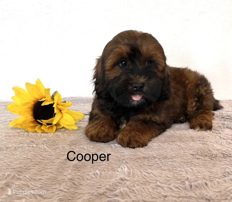 Cooper