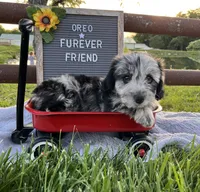 Oreo, a male Bichon Frise and Miniature Dachshund for sale in Bloomfield, IN – 3 of 4