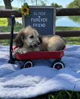 Oliver, a male Bichon Frise and Miniature Dachshund for sale in Bloomfield, IN – 2 of 5