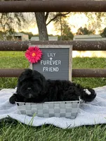 Lily, a female Shih Tzu and Poodle - Toy  for sale in Bloomfield, IN – 2 of 7