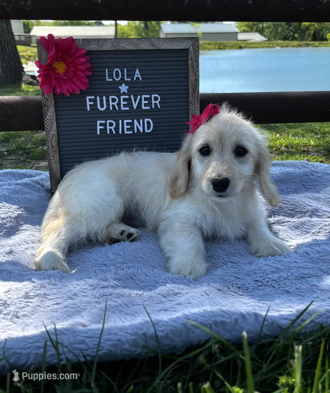 Lola – Bichon Frise, Miniature Dachshund puppy for sale in Bloomfield, IN