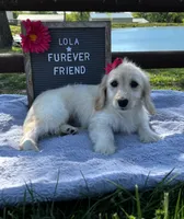Lola, a female Bichon Frise and Miniature Dachshund for sale in Bloomfield, IN – 1 of 5