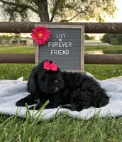 Lily, a female Shih Tzu and Poodle - Toy  for sale in Bloomfield, IN – 6 of 7