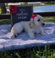 Lola, a female Bichon Frise and Miniature Dachshund for sale in Bloomfield, IN – 4 of 5