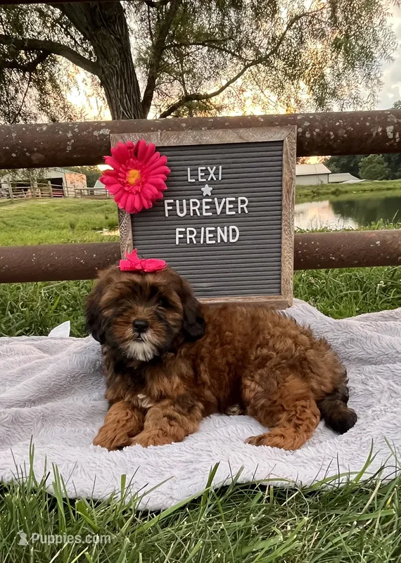 Lexi – Shih Tzu, Poodle - Toy  puppy for sale in Bloomfield, IN