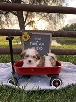 Milo, a male Bichon Frise and Shih Tzu for sale in Bloomfield, IN – 5 of 6