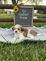 Milo, a male Bichon Frise and Shih Tzu for sale in Bloomfield, IN – 3 of 6