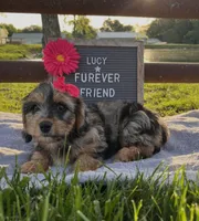 Lucy, a female Bichon Frise and Miniature Dachshund for sale in Bloomfield, IN – 1 of 5