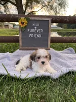Milo, a male Bichon Frise and Shih Tzu for sale in Bloomfield, IN – 6 of 6