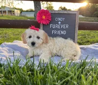 Cindy, a female Bichon Frise and Miniature Dachshund for sale in Bloomfield, IN – 1 of 4