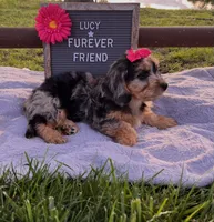 Lucy, a female Bichon Frise and Miniature Dachshund for sale in Bloomfield, IN – 5 of 5