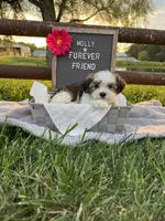 Molly, a female Bichon Frise and Shih Tzu for sale in Bloomfield, IN – 5 of 5