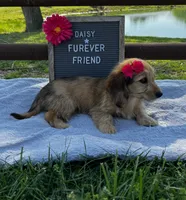 Daisy, a female Bichon Frise and Miniature Dachshund for sale in Bloomfield, IN – 4 of 6