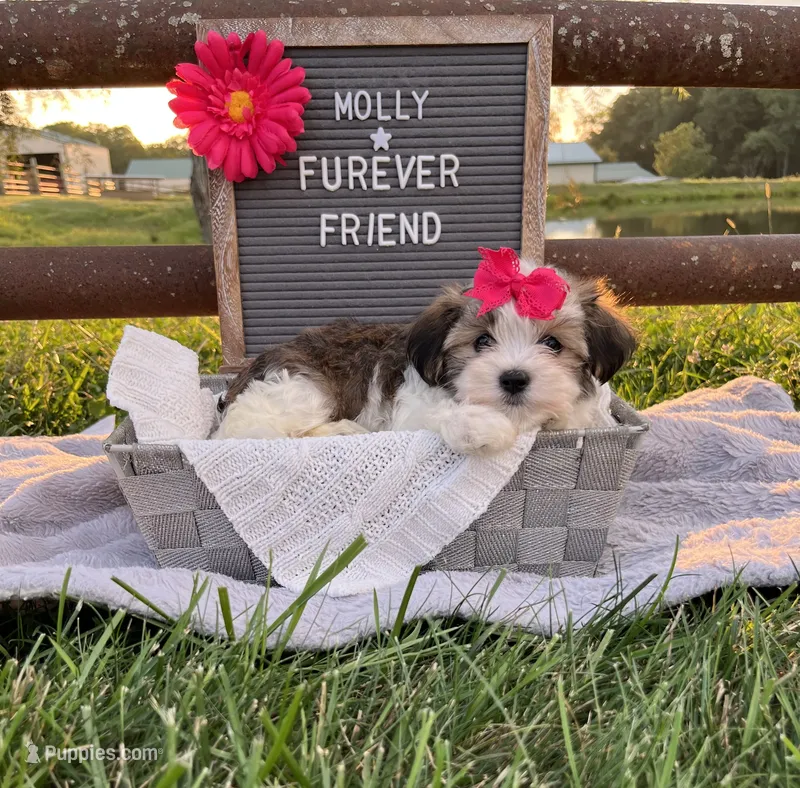 Molly – Bichon Frise, Shih Tzu puppy for sale in Bloomfield, IN