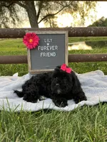 Lily, a female Shih Tzu and Poodle - Toy  for sale in Bloomfield, IN – 5 of 7