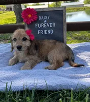 Daisy, a female Bichon Frise and Miniature Dachshund for sale in Bloomfield, IN – 5 of 6