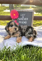 Lucy, a female Bichon Frise and Miniature Dachshund for sale in Bloomfield, IN – 4 of 5