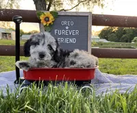 Oreo, a male Bichon Frise and Miniature Dachshund for sale in Bloomfield, IN – 4 of 4