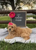 Lucy, a female Shih Tzu and Poodle - Toy  for sale in Bloomfield, IN – 3 of 4